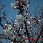 霧島は一足早く桜が開花してました。