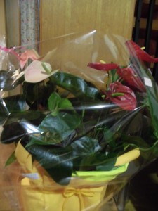 アンスリウムのお花のプレゼントが知り合いから届きました。