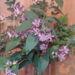庭の不如帰を花瓶に挿してみました。