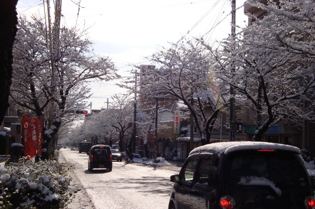 紫原、雪の櫻並木