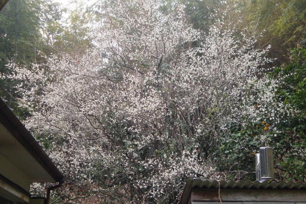DSC00834