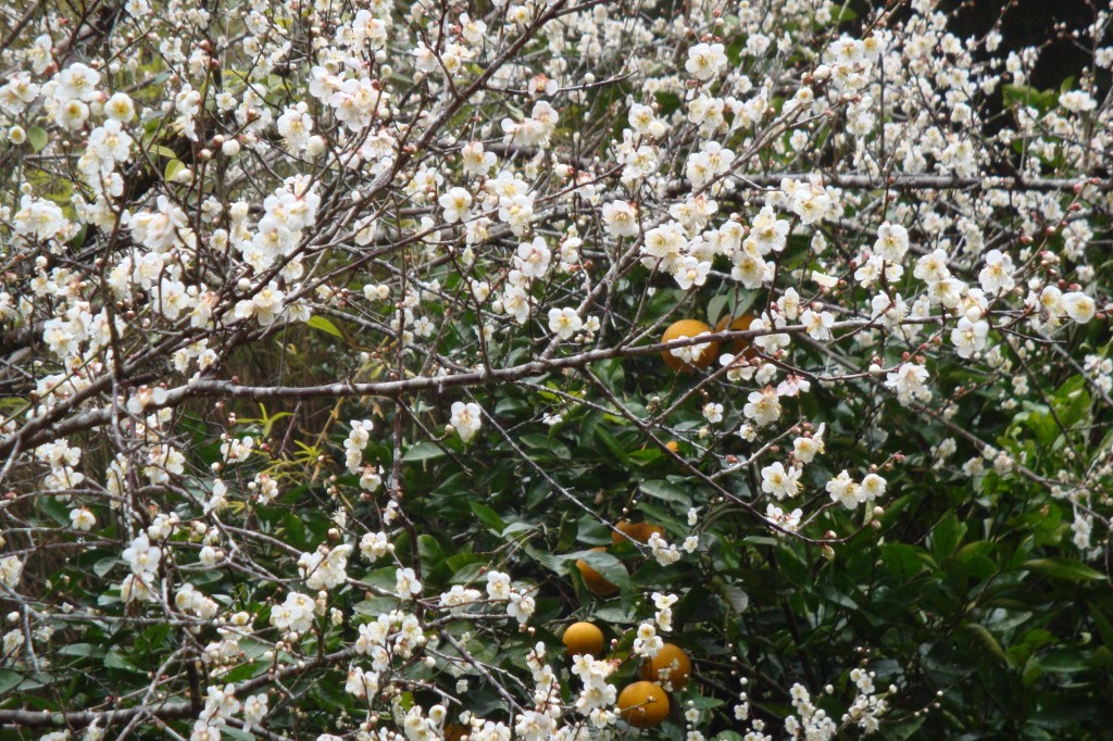 DSC00836