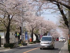 紫原、櫻のトンネルを抜ける車です。
