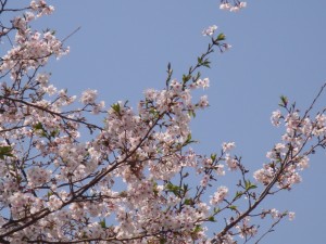 紫原、満開の櫻
