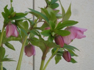 DSC01694