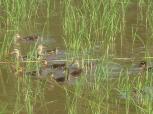 いわゆる合鴨農法と言われる鳥たちが気持ちよさそうに泳いでました。かわいかったです。