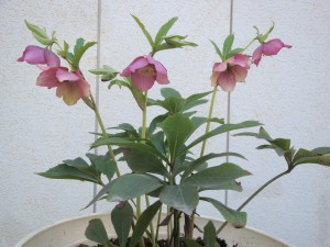 春が近づいています。ようやくクリスマスローズの花が開いて来ました。