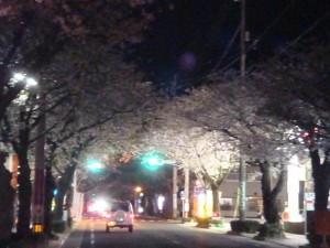 私の好きな夜櫻、ここを抜ける櫻のトンネルはきれいです。