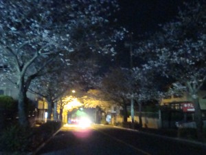 同じく夜の桜並木です。