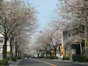 葉桜並木です。