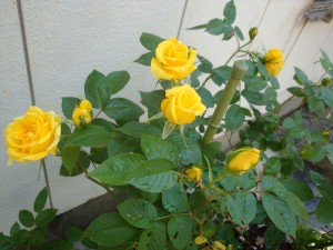 以前レッスンにいらしてたお花大好きの野元さんがプレゼントしてくれた薔薇が、今年も元気に花をつけています。