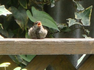 母鳥が餌を持ってくrのを口を開けて待ってます。
