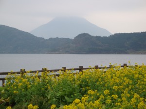 満開の菜の花と開聞岳・・・池田湖