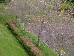 八重桜が少し残っていました。お花見気分は味わえました。