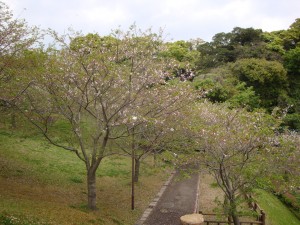 葉桜となっていました。