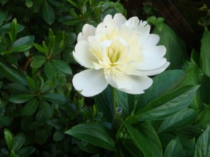 そうこうしてる間に庭の芍薬が白い花を咲かせました。