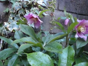 春です。いつのまにかクリスマスローズの花が咲いてました。