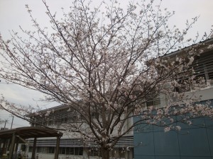 DSC07204