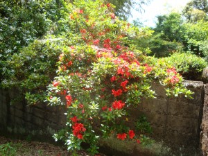 DSC07398