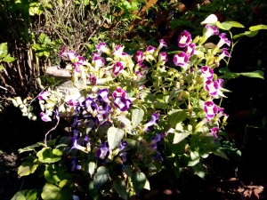 IMG_20151028_151529