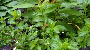 IMG_20170514_092930