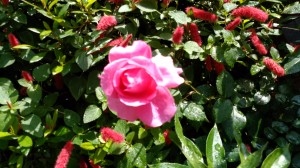 IMG_20170517_110237