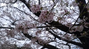 IMG_20180327_145017