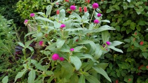 IMG_20180806_082433