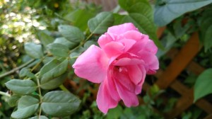 IMG_20180806_082620