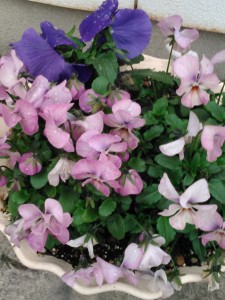 我が家の庭に咲いたお花達です。