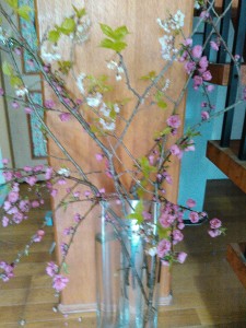 生徒さんの家の庭に咲いていたとかで持って来てくれました。