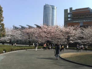 六本木の街中に桜がきれいでした。