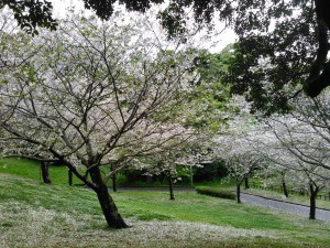 一週間前の多賀山公園の桜。きれいでした。